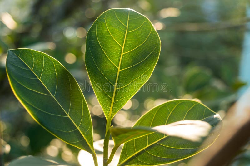 Green leaf absorbs morning sunlight. Leaves of a plant close-up with back-lit morning ray of light. Beauty in Nature background.