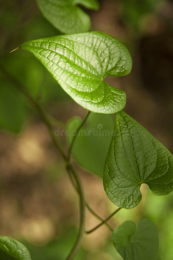 Green leaf stock photos