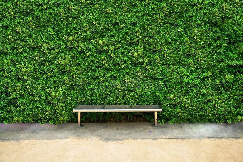 Natural Green Leaf Wall Texture for Backdrop Stock Image Image of
