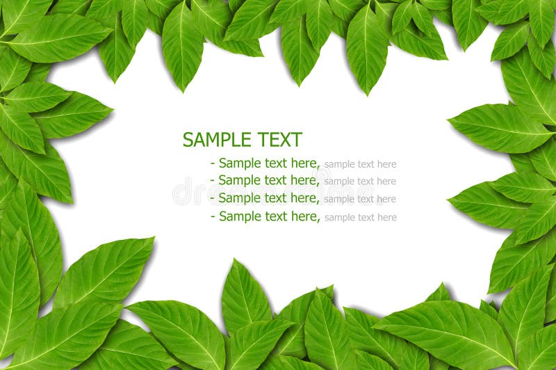 Green Leaf Background