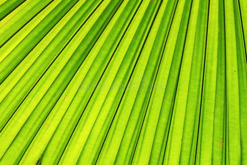 Green leaf background