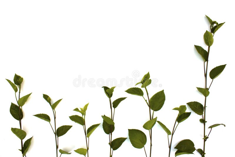 Green leaf background