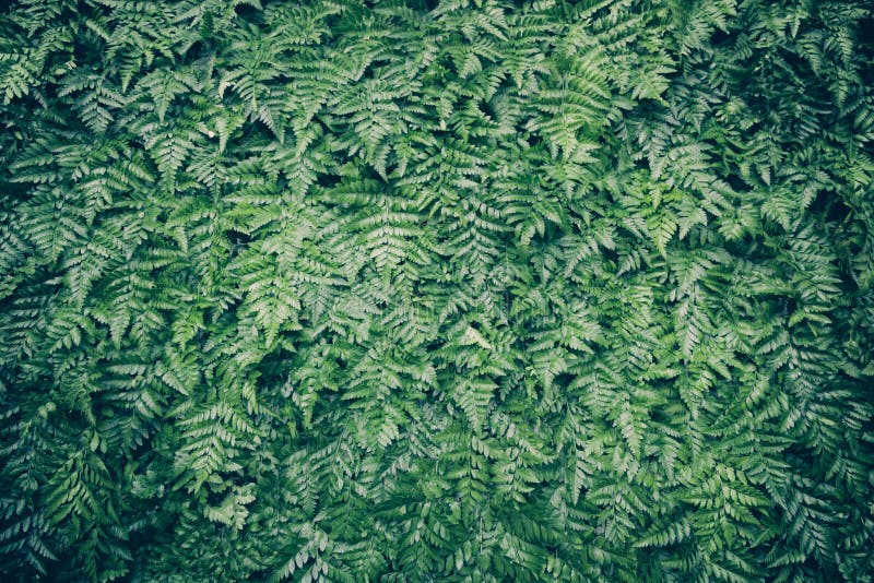 Green leaf background Overlapping As a background to place text