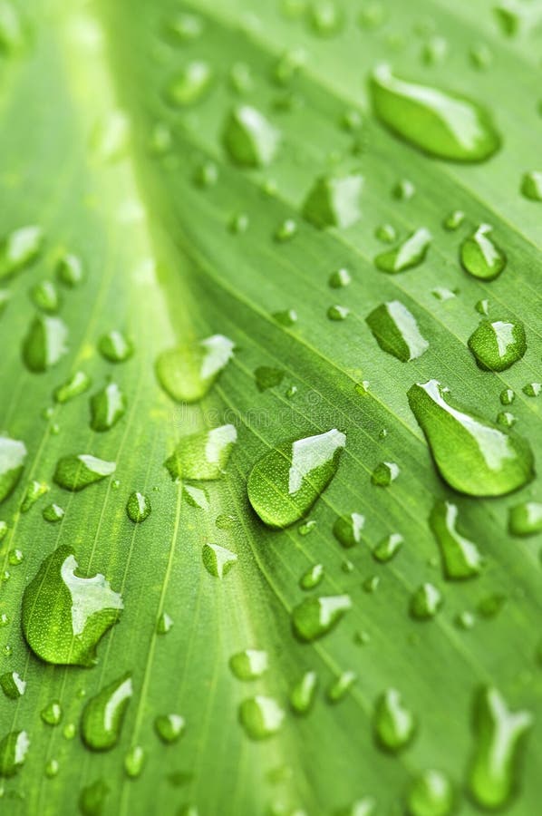 Green leaf background with raindrops