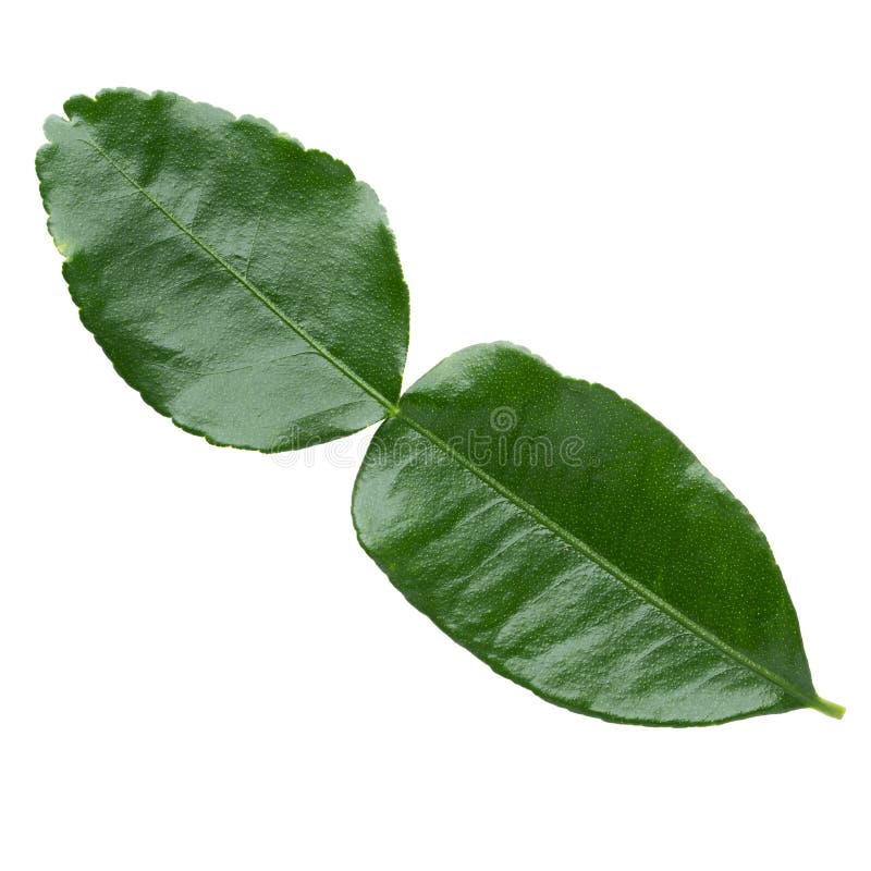 Green leaf, Bergamot Leaf isolated on white background royalty free stock photography