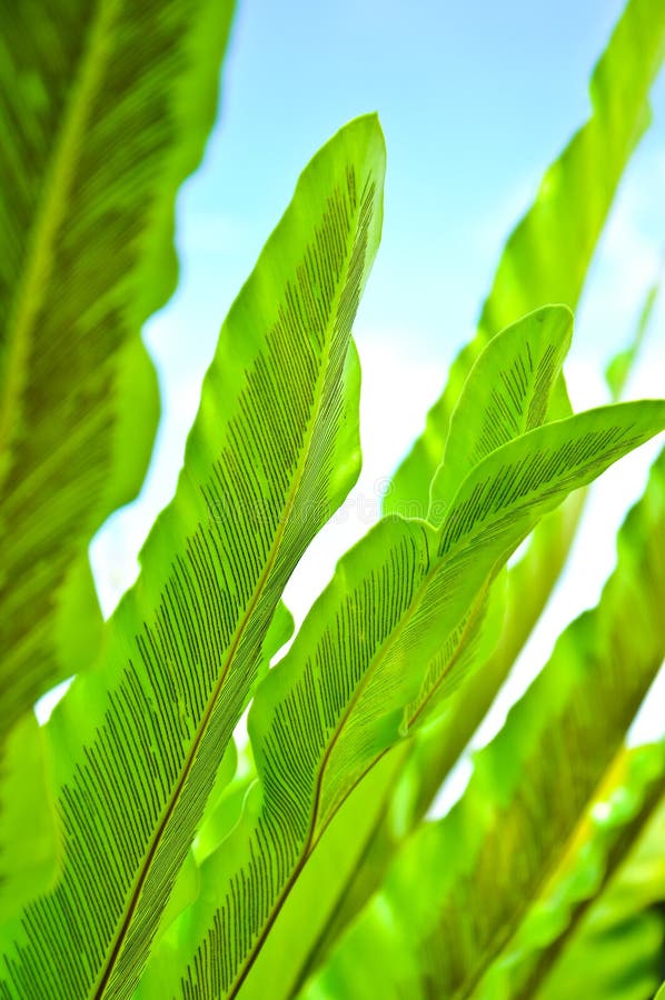 Green Leaf of Bird s Nest Fern