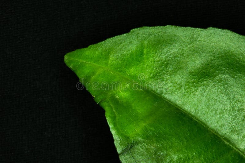 Green Leaf on Black Background Stock Photo Image of citrus, organic
