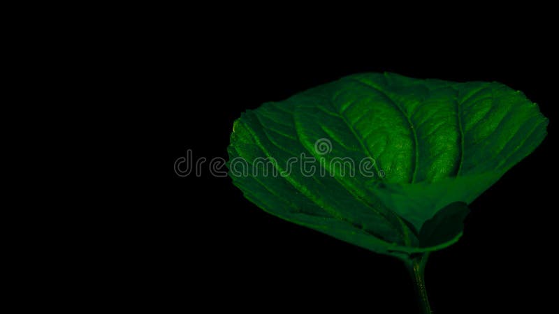 Green Leaf on Black Background Stock Image - Image of organic, font