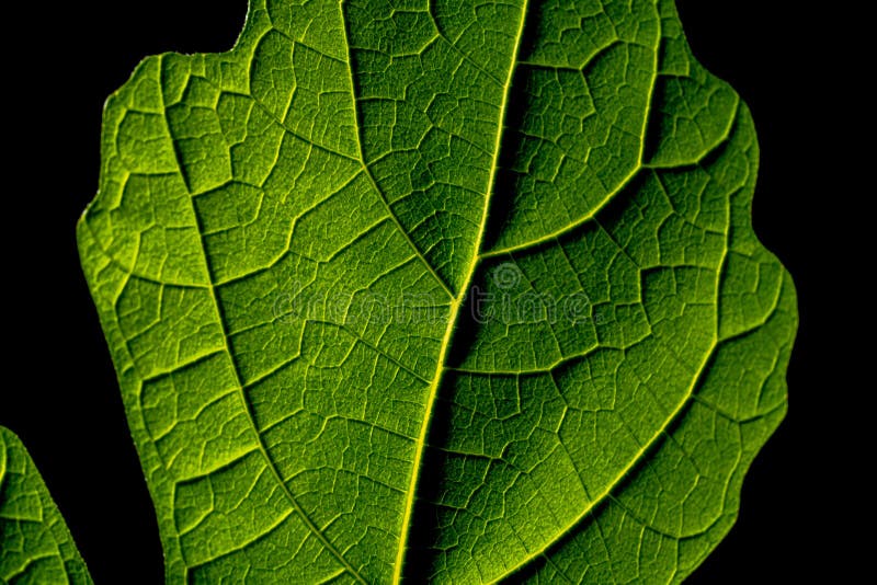 Green Leaf on Black Background. Leaves, Natural Foliage Plant on