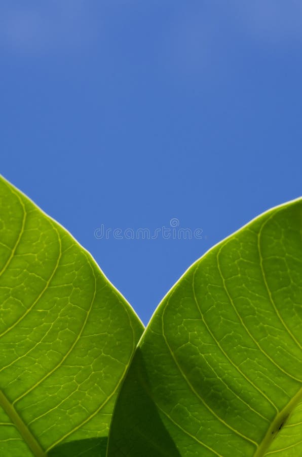 Green Leaf Isolated on White Stock Image Image of isolated, bright
