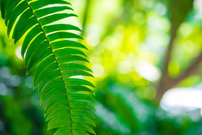 Green Leaf On Blur Green Background Bokeh. Stock Photo - Image of