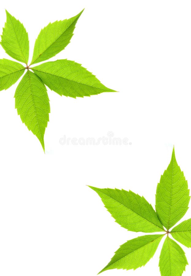 Green leaf border