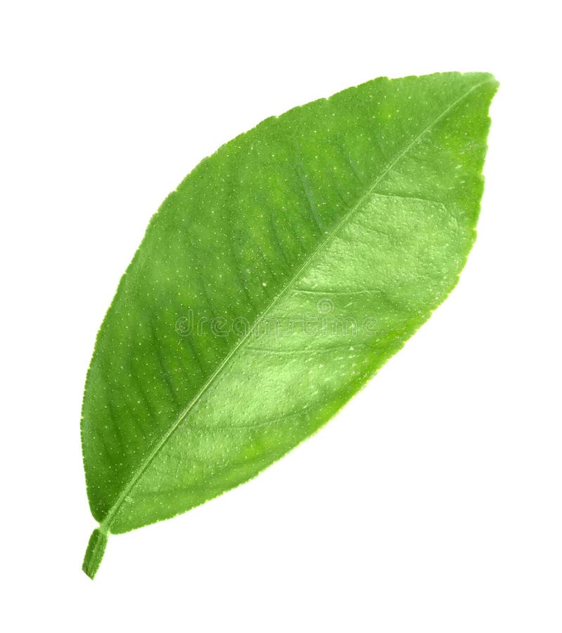 Flat a green leaf of citrus-tree. Isolated on white background. Close-up. Studio photography.