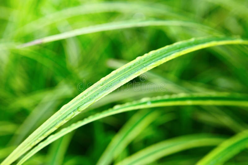 Green leaf close up