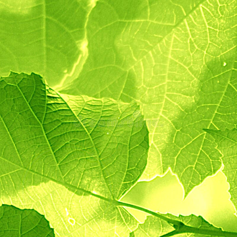 Green Leaf stock image. Image of fresh, line, health, natural 5311645