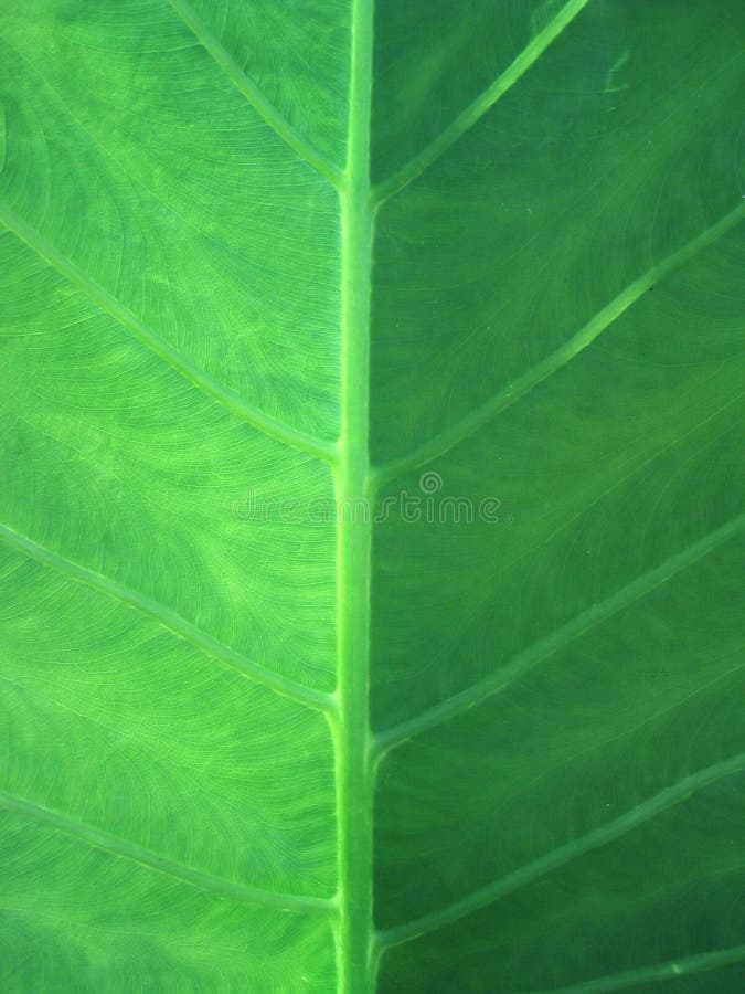 Green Leaf Closeup