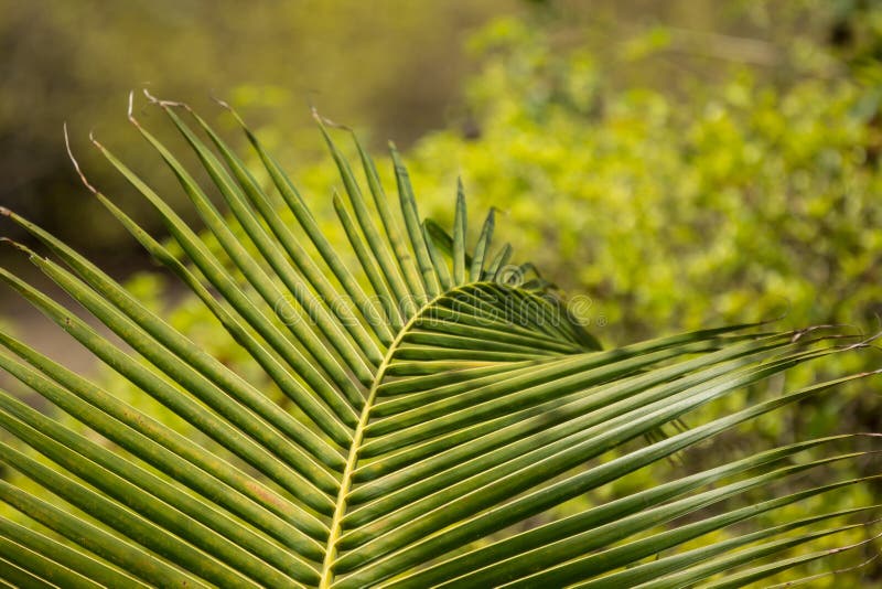 Green leaf of Coconut tree stock photo. Image of closeup 180939008