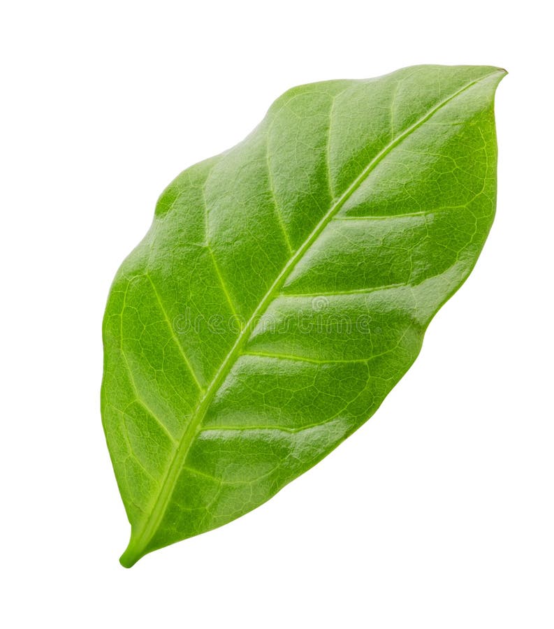 Green Leaf Of Coffee Isolated On White Background Stock Image Image of texture, spring 133919485