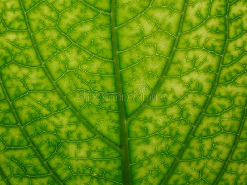 Green leaf detail