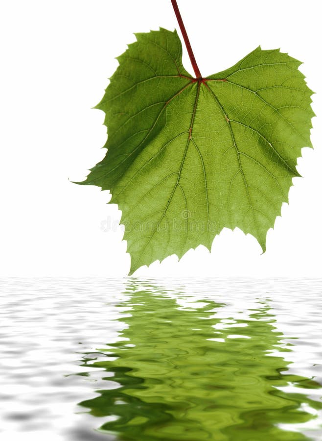 Green leaf with detailed veins