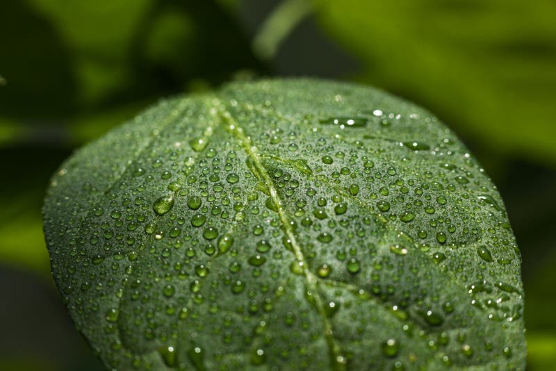 A Green Leaf with Drops from a Hot Pepper Plant. Stock Photo Image of