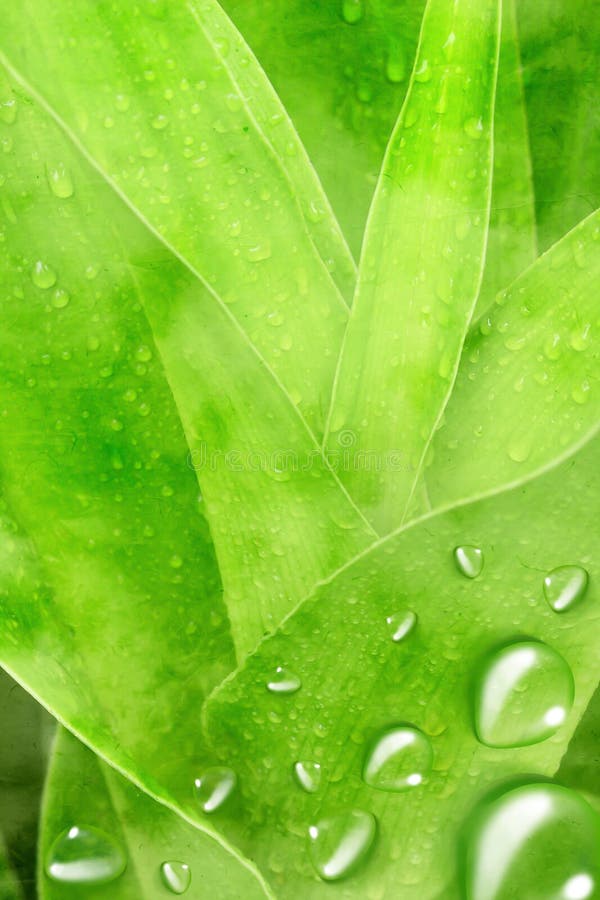 Green leaf with drops of water