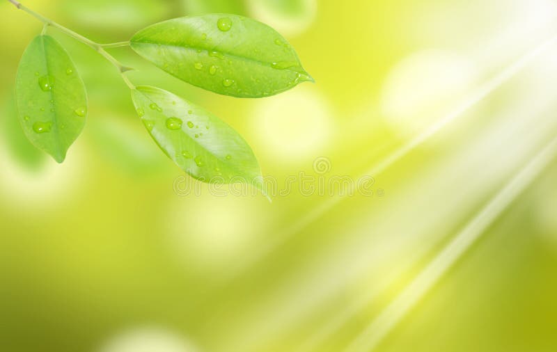 Green leaf with drops of water on natural