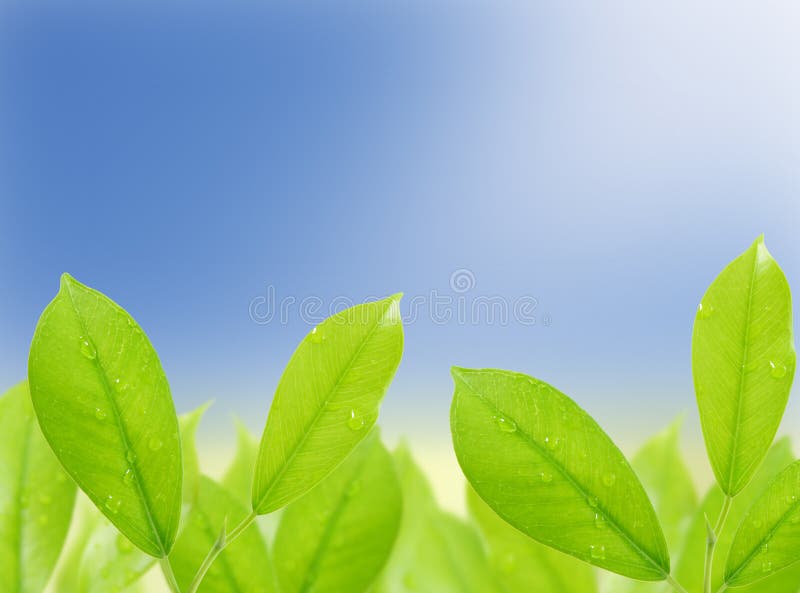 Green leaf with drops of water on natural