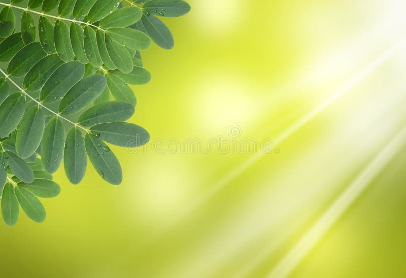 Green leaf with drops of water on natural