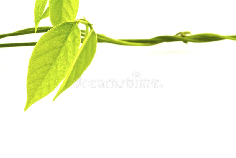 Green leaf with drops of water