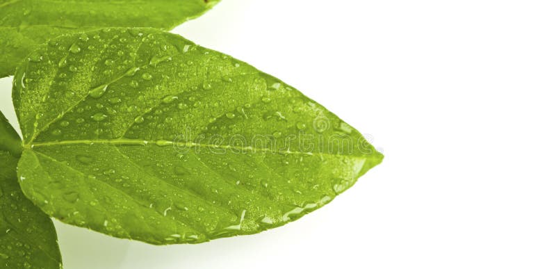 Green leaf with drops of water