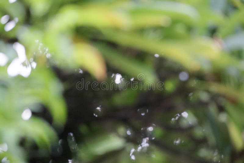 Green Leaf Filter Vintage Style Leaves Background in Tropical Forest