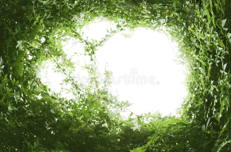 Green leaf frame
