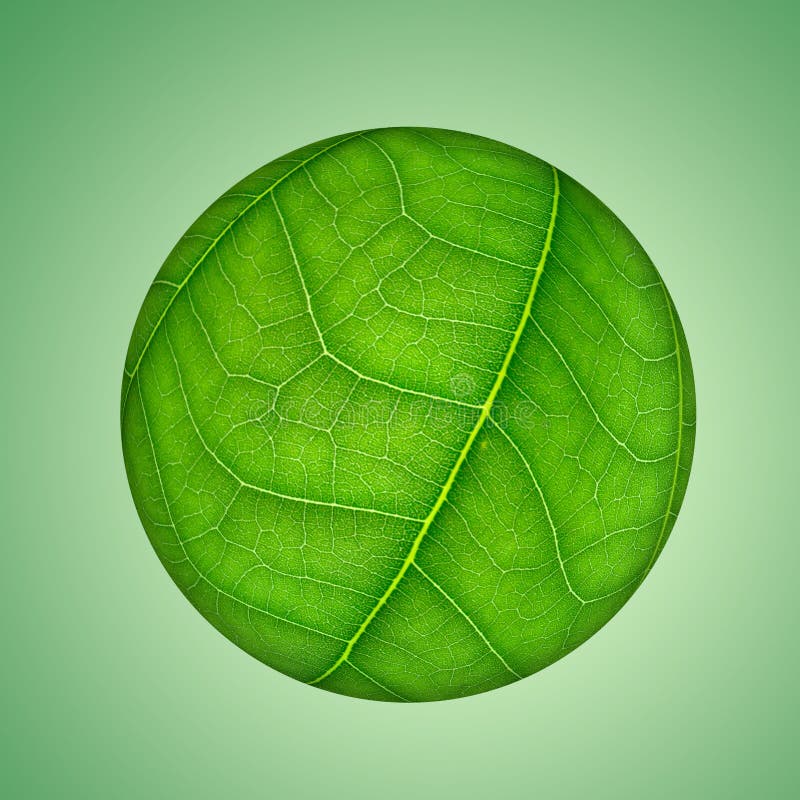 Green leaf globe