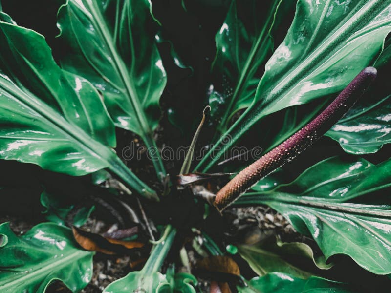 Green leaf grow with hight quality stock photography