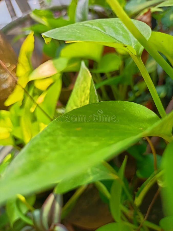 Green leaf hanging plant stock photo. Image of yellow 253206010