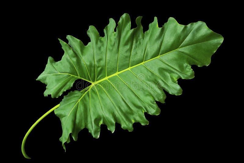 Green Leaf Isolated on Black Background Stock Image Image of black