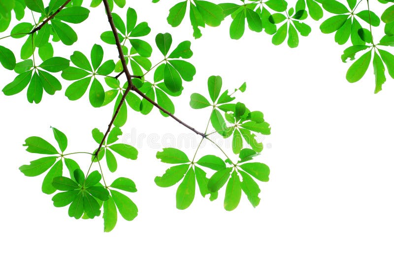 Green leaf isolated in nature royalty free stock photography