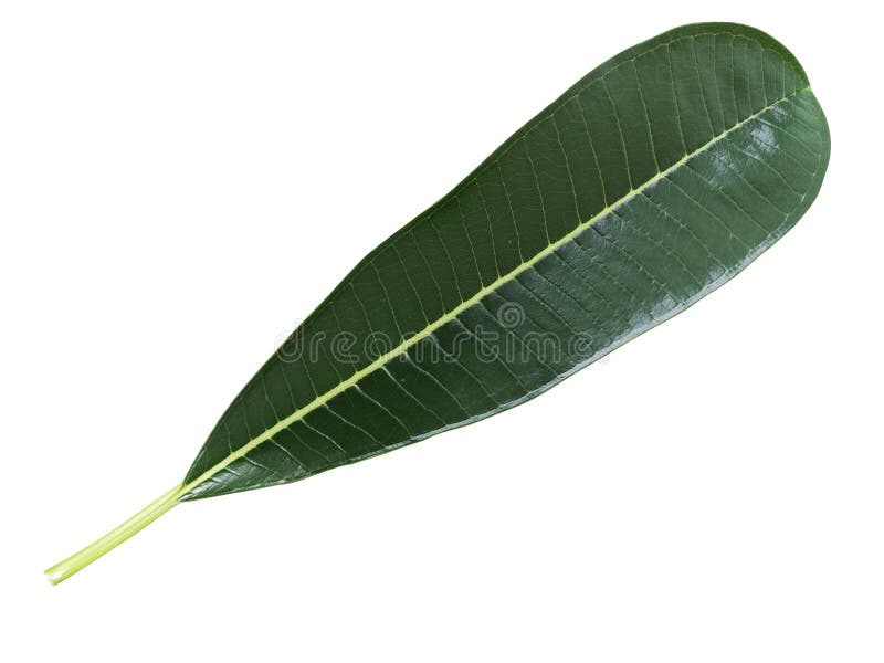 Green leaf isolated​ on​ white​ background with clipping p stock image