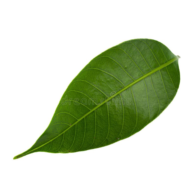 Green Leaf Isolated over a white background stock image