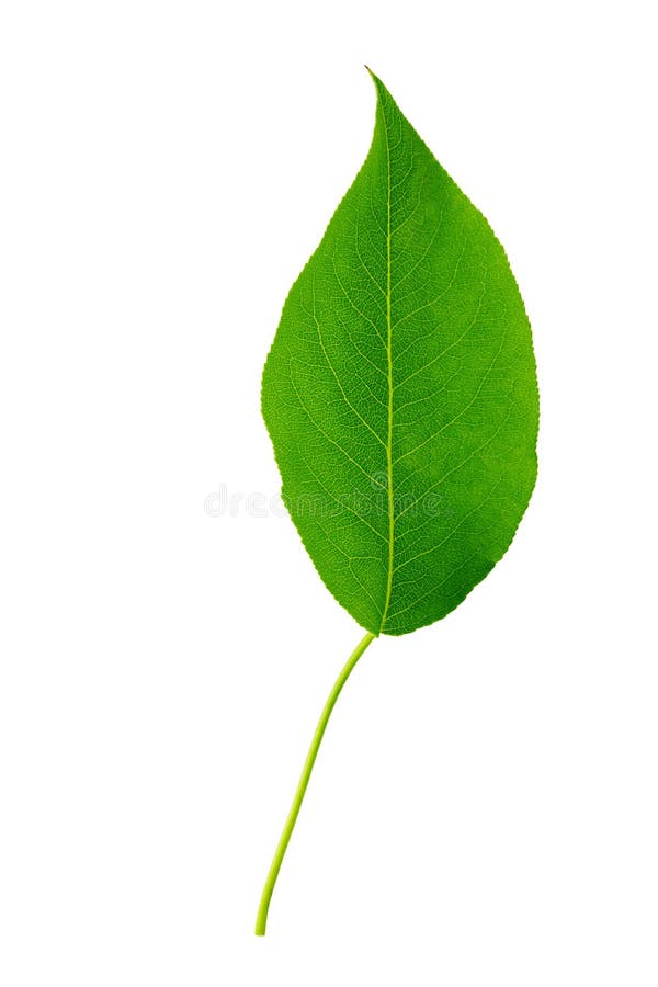 Green Leaf Isolated. Plum Leaf on White Background Stock Photo Image