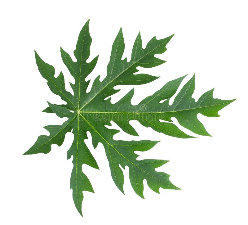 Green leaf isolated on a transparent background royalty free stock photo