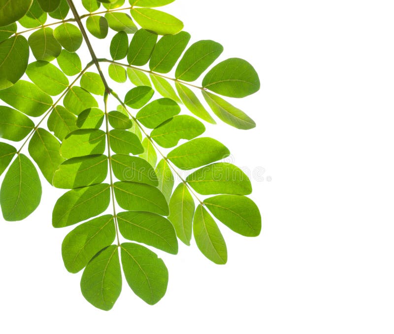 Green leaf isolated on white background stock photos