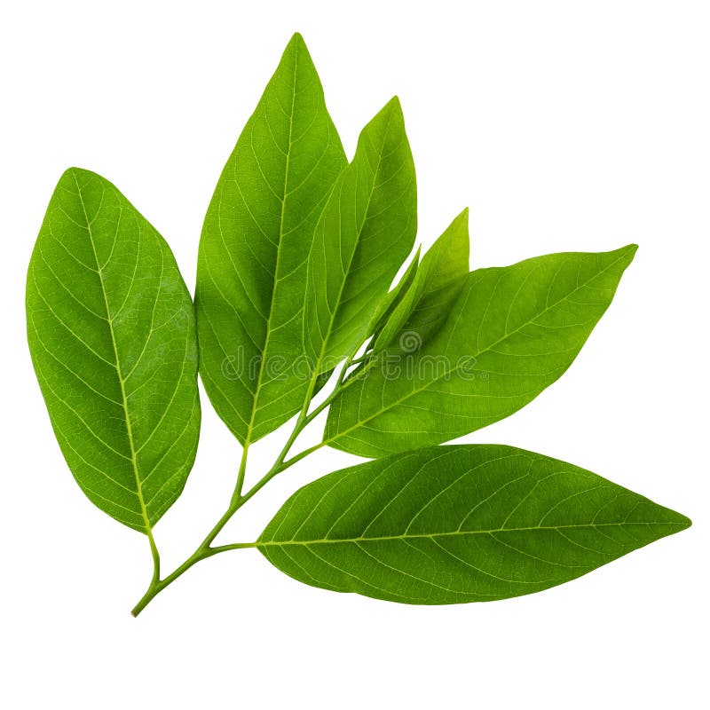 Green leaf isolated on a white background stock image