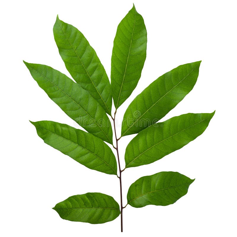 Green leaf isolated on a white background stock photography