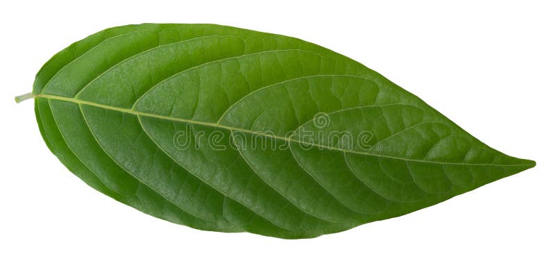 Green leaf isolated on a white background stock photo