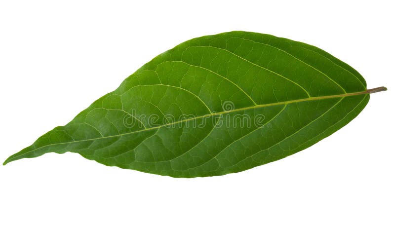 Green leaf isolated on a white background stock photo