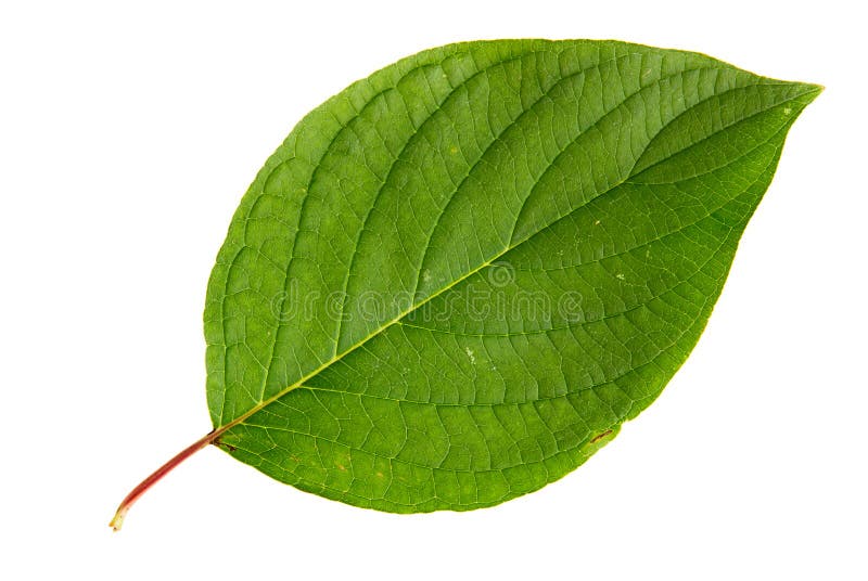 Green Leaf Isolated on White Background Stock Image Image of foliage