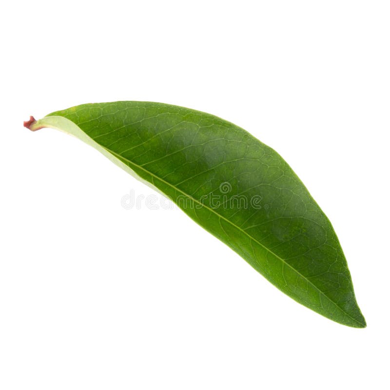 Green leaf isolated on a white background stock photo