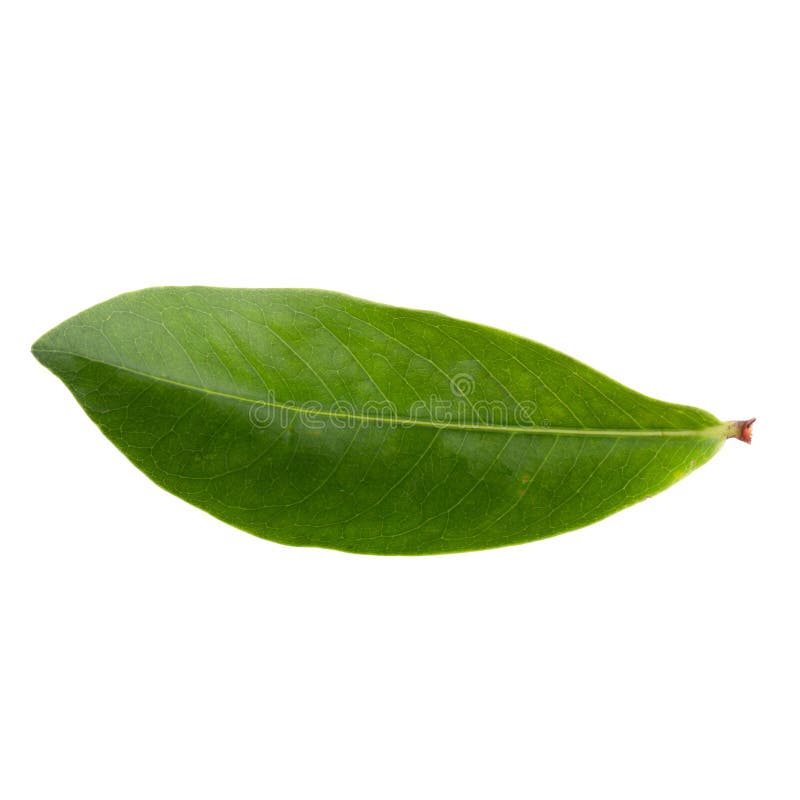 Green leaf isolated on a white background stock photography